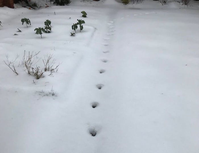 Devil’s Footprints